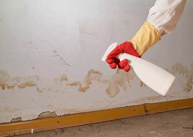 Your Water Restoration and Mold Remediation Specialists in Flowery Branch, GA